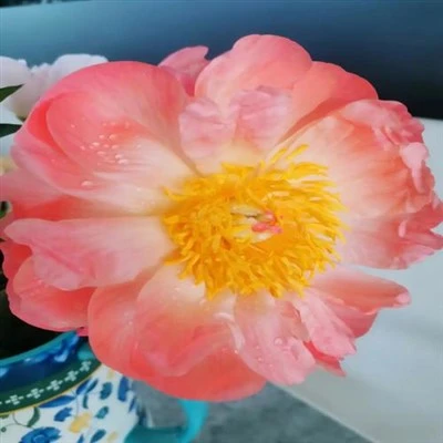 Mga Pamamaraan sa Paglilinang ng Bulaklak